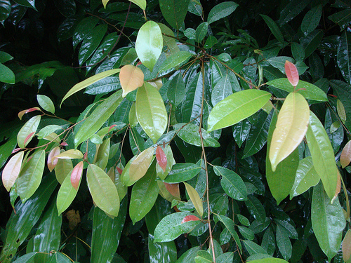 Ficus vasculosa